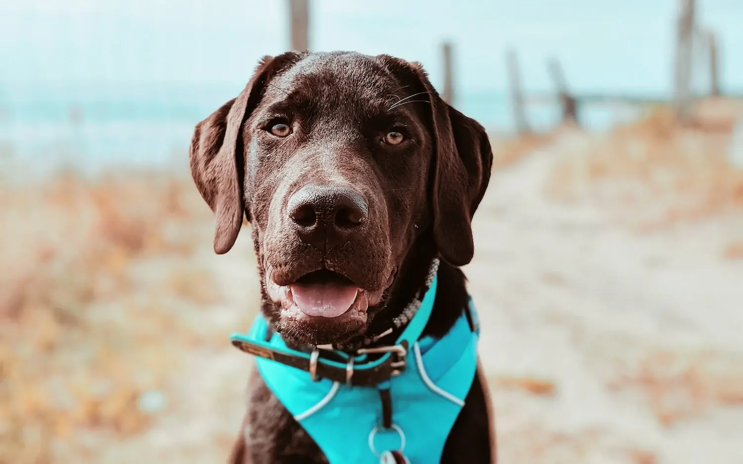 Fotoshooting mit Hund Ein brauner Hund mit blauem Halstuch am Strand.