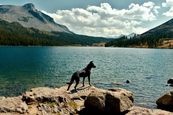 Hund am See Ein Hund steht auf einem Felsen in der Nähe eines Sees.